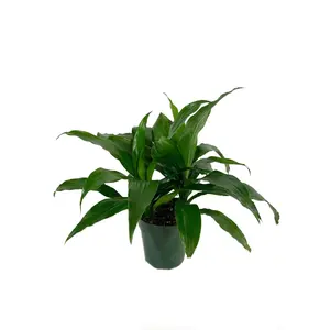 Dracaena Janet Craig - Live Plant in a 6 Inch Pot - Dracaena Deremensis 'Janet Craig' - Florist Quality Beautiful Low Light Indoor Houseplant