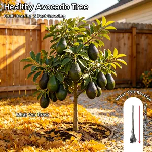 Avocado Tree Live Plant, Dwarf Hass Avocado for Planting, Fruit Bearing Potted Plant for Home Garden Outdoor (1-2 FT)
