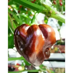 Pepper seed,  Chocolate, Scotch Bonnet