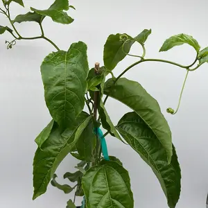 Passion Fruit Vine 6” Pot – Live Tropical Fruit Plant | Passionflower (Passiflora) | Edible Fruit | Outdoor/Patio Climbing Plant