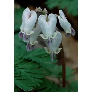 Green River 25 White Purple Bleeding Heart Seeds - Exotic Perennial Flower Seeds, Two-Tone Blooms For Shady Borders, Elegant Garden Accent For Spring Season Charm