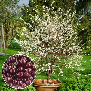 Cherry tree seedlings, self-pollinating, early ripening fruit, sound root system, vigorous growth, suitable for balconies and gardens, both ornamental and edible value.