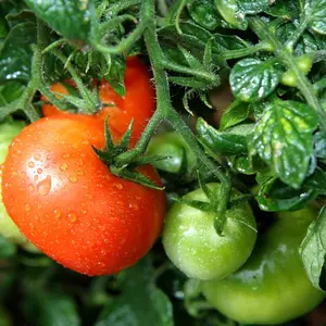 Tomato Leaf - 11oz Candle - Natural, Herbal, and Fresh Home Decor, Outdoor garden scent for the home