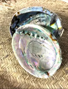 1 Abalone Shell 5-6in Size for Burning Sage - Iridescent Luster Water Vessel for Ocean Connection & Protection