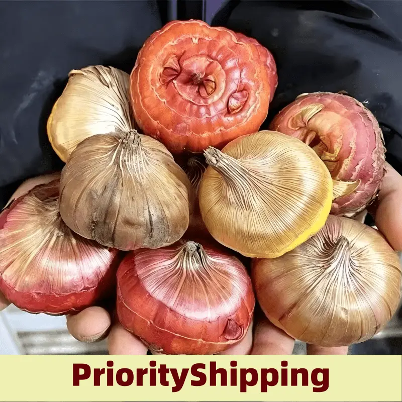 Gladiolus Bulbs - Novice-Friendly Flower Bulbs for Indoor and Outdoor Planting (Garden Supplies for Home Improvement)