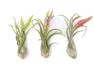 Tillandsia Caput Medusae Air Plants 3 Pack - Low Maintenance Houseplant Decor - Whimsical Vintage Air Purifying Self Care Healthy Living - Pastel Green Leaves Pink Blooms - Free Fast Shipping