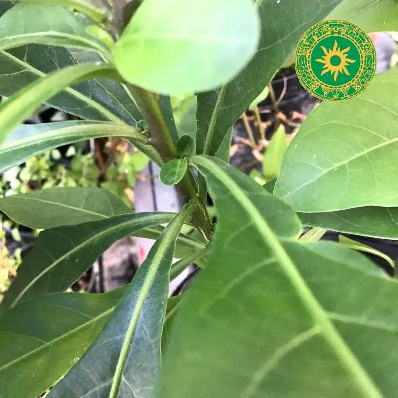 Planta de Siguaraya