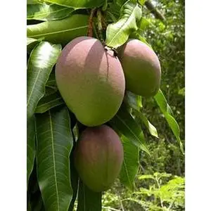 Mango Tree - Live Fruit Tree in a 3 Gallon Pot - Mangifera Indica 'Fairchild' - Tropical Edible Fruit Bearing Tree