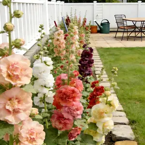 [Promise: Germinate or Refund]500PCS+ Hollyhock Seeds – Colorful Tall Blooms, Heirloom & Non-GMO, Perfect for Fences, Borders & Cottage Gardens