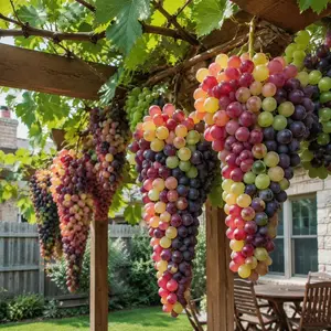 Colorful Climbing Grape Seeds - Extra Sweet, Heavy-Yield, Hardy, Disease-Resistant - Ideal for Home Garden Arbors, Backyards, Allotments for Fresh Fruit Growth