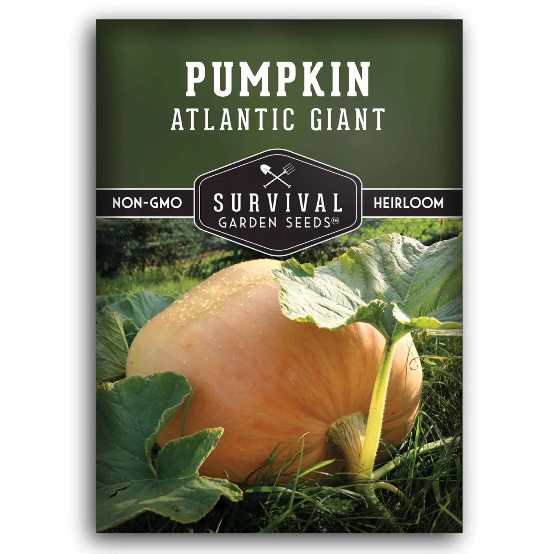 Atlantic Giant Heirloom Pumpkin Seeds