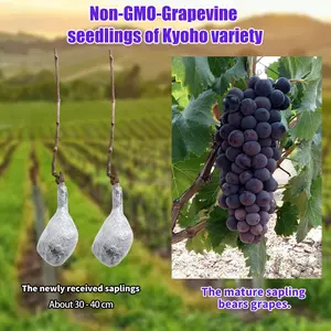 Premium Kyoho Grape Seedling – Grow Your Own Grapes at Home, Suitable for Backyard Vineyard, Patio Container
