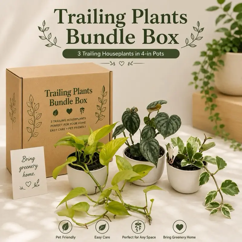 Trailing Plants Bundle – 3 Live Houseplants (Philodendron, Pothos & Hoya) in 4” Pots