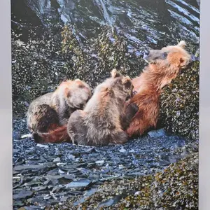 Kodiak Brown Bear Nursing Photo Magnet