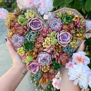 11” Succulent Heart Arrangement