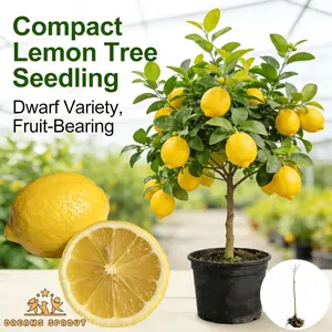 Lemon tree grafted dwarf variety, easy to grow, suitable for potting and garden planting, suitable for DIY production, ideal for cooking a variety of delicious dishes