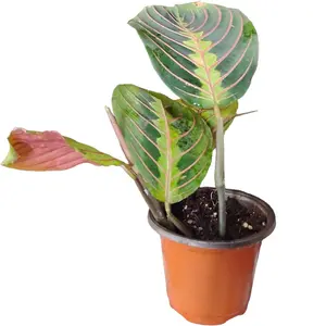 Maranta leuconeura "Red"