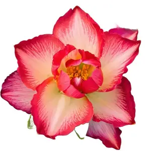 Green River 4 Pcs Yellow Red Desert Rose Seeds - Premium Seeds for Succulent Bonsai, Indoor Pots & Outdoor Rock Gardens, Exotic Desert Rose Plant Seeds, Drought-Tolerant, Heat-Resistant, Thick Caudex, Sculptural Blooms, Easy to Grow