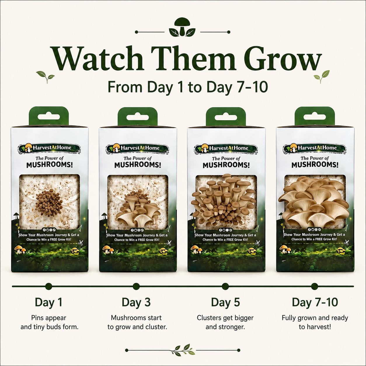 Organic Oyster Mushroom Grow Kit 3.5 lb | 1-7 Days Harvest | Easy to Grow Indoor | No Soil/Sun Required, Multiple Harvests | USDA Organic | Non-GMO | Made in USA | Perfect for Home Kitchen & Gardening EnthusiastsGift for Adults & Kids