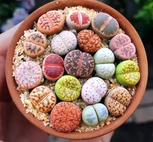 10 Live Lithops Plants - Living Stones Plants - Pebble Plants - Lithops Small Random Mix Rare Live Succulent Plants - Bare Root Without Pot And Soil