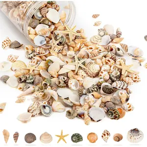 Sea Shells & 6 Starfish Decor Mixed  Beach Spiral Seashells for  Decor, Wedding, Decor, Beach Decor, Vase Filler,  Theme Decor, Fish , Making DIY Ornaments