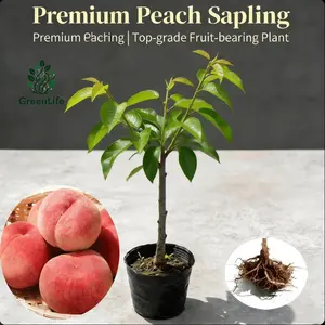 Fresh peach seedlings, fast survival, cold-resistant growth, simple maintenance, suitable for family outdoor and balcony planting