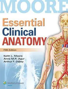 USED-Essential Clinical Anatomy by Moore, Keith L. (Paperback)