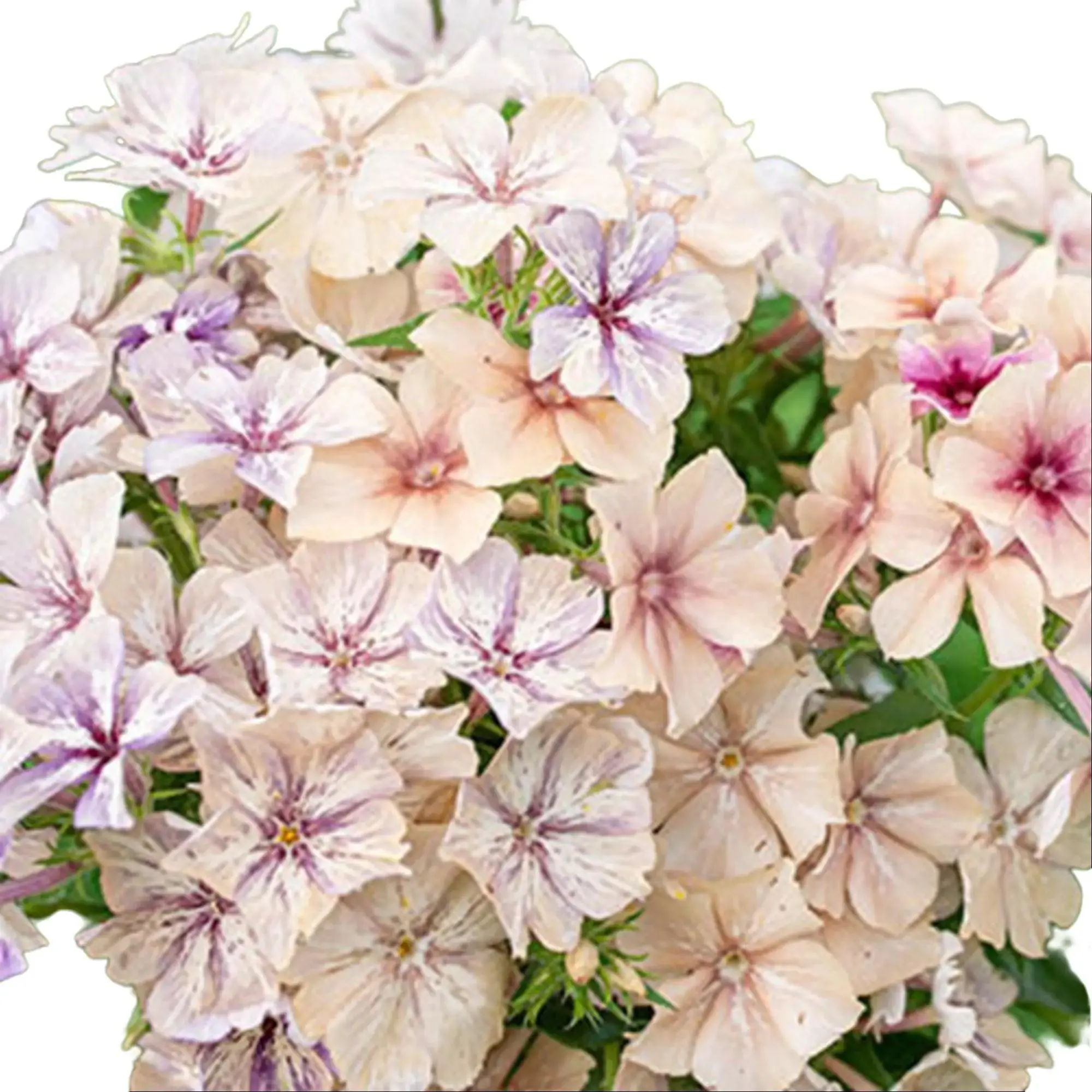Green River 50 Creme Brulee Phlox Seeds - Premium Flower Seed Pack, Cream-Gold Petals, Garden Luxury, Ideal For Borders, All Seasons, Non-GMO, Quality Blooms 16-20 Inches, Tall Attracts Bees & Butterflies