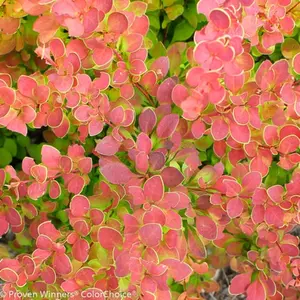 Sunjoy® Tangelo Barberry