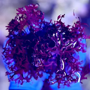 Red Dragon’s Breath (Gracilaria hayi) – Marine Macroalgae Bright Red–Burgundy Macroalgae | Flame-Shaped Fronds | Refugium & Display