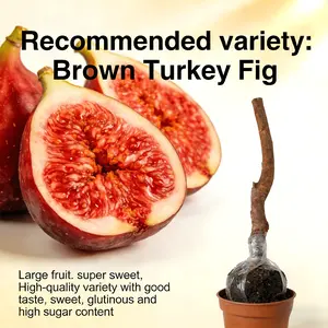 Non-GMO Fig Tree Seedlings Live Easy Grow Heat Tolerant Outdoor Garden Yard Patio Balcony Indoor Potted Edible Fruit Shrub
