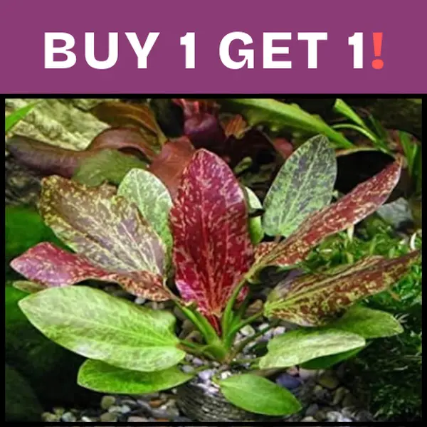BUY 1 GET 1 FREE Red Flame Sword (Echinodorus)-Easy Live Aquarium Pond Aquatic Plant