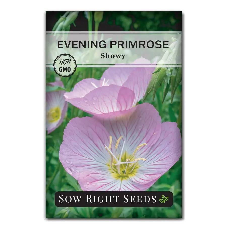 Showy Evening Primrose Seeds