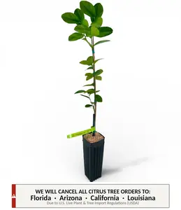 Thornless Mexican Key Lime Tree | No Ship CA AZ LA FL | US Citrus Nursery | No Thorns Easy Harvest, Natural Live Citrus Plant, Heavy Bearing Indoor Outdoor Container Tree Fruit Tree Planting Tropical Fruit Seedling