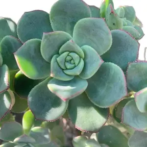 Aeonium Haworthii Cuttings Set of 3 Award Winning Succulent Plant Sun Loving Drought Tolerant for Indoor Outdoor Use