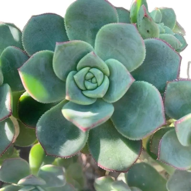 drought resistant succulents - TikTok Shop