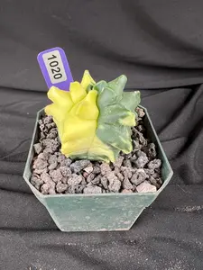 Astrophytum Myriostigma cv. Kikko Variegated cacti - 1020