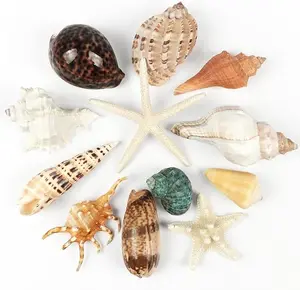 12 PCS Large Seashells Mixed Beach Sea Shells and Ocean Natural Starfish,Natural Colorful Sea Shells Starfish Up to 6.5 Inch, Perfect for Beach Theme Party Home Decor DIY Crafts Fish Tank Decorations