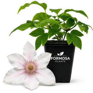Clematis Corinne - Live Plants in a 2 Inch Pot - White Climbing Vine