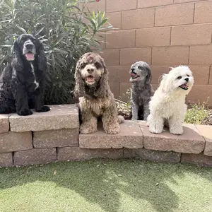 Rechargeable Pet Hair Trimmer Kit, 1 Count Pet Grooming Clipper with LED Light, High Quality Trimmer, Pet Multi-part Clipper for Dogs & Cats, Pet Grooming Tool, Pet Care, Hair Trimmer Set