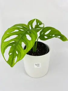 Monstera Adansonii Wide Leaf Form