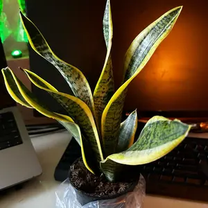 Snake Plant