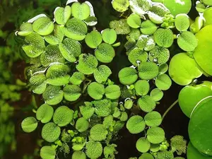 BUY 2 GET 1 FREE (Large - 60+!)Floating Water Spangles (Salvinia)-Easy Live Aquarium Pond Aquatic Plant