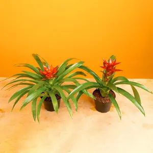 Bromeliad | small