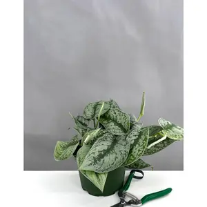 Scindapsus Pictus Exotica - Ideal for Home Decor and Plant Lovers