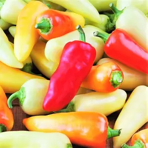 TomorrowSeeds - Santa Fe Grande Pepper Seeds -  700 Scoville Medium Hot Chili Guero Chile Yellow Calibre Jalapeno Vegetable Seed Fresh for 2024
