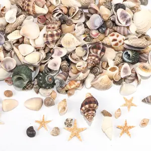 Natural Shell Set Including Conch & Starfish, Ideal for DIY Crafts, Bracelet Making, Fish Tank Decor, Home Party Decoration