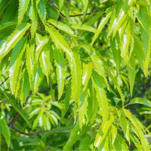Sawtooth Oak Tree Seedling (6–12") – Fast-Growing Shade Tree with Wildlife Appeal (1 Seedling)