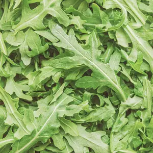 Heirloom Arugula Seeds - Organic and Regenerative Gardening Seeds