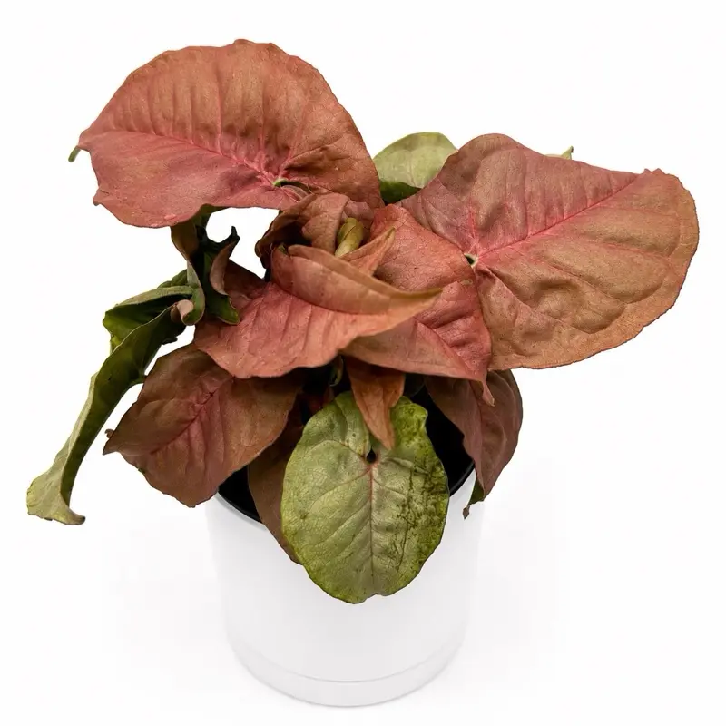 Syngonium Neon Pink 4" pot House Plant - Unique Leaves, Indoor Decor, Live Tropical House Plant